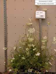 PI_652367_99ncao01_SD_PL_XX_2002-03-06_01.jpg