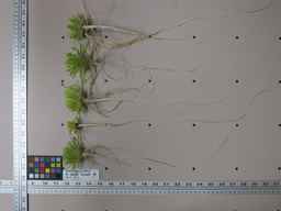 PI_652385_01ncai01_SD_RT_XX_2013-01-31_02.jpg