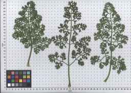 PI_652387_02ncai01_SD_PL_LV_2008-07-15_01.jpg