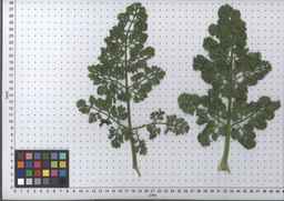 PI_652387_02ncai01_SD_PL_LV_2008-07-15_03.jpg