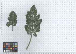 PI_652387_02ncai01_SD_PL_LV_2012-05-16_01.jpg