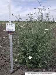 PI_652387_02ncai01_SD_PL_XX_2008-08-11_01.jpg