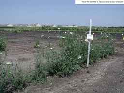 PI_652387_02ncai01_SD_PL_XX_2010-08-05_01.jpg