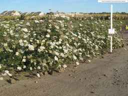 PI_652387_02ncai01_SD_PL_XX_2010-09-08_01.jpg