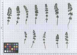PI_652414_04ncai01_SD_PL_LV_2012-05-29_07.jpg