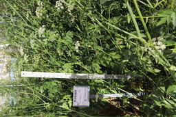 PI_654400_01ncao01_SD.JPG