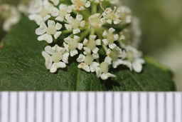 PI_654400_01ncao01_SD_01_Flower.JPG