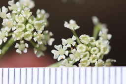 PI_654400_01ncao01_SD_02_Flower.JPG