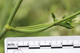 PI_654400_01ncao01_SD_03_Leaf.JPG