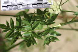 PI_654400_01ncao01_SD_04_Leaf.JPG
