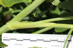 PI_654400_01ncao01_SD_05_Stem.JPG