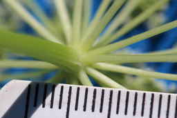 PI_654400_01ncao01_SD_06_Umbel.JPG