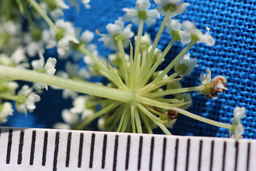 PI_654400_01ncao01_SD_07_Umbel.JPG