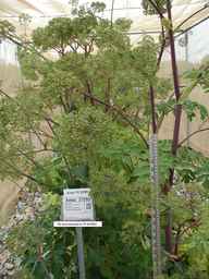 PI_654402_03ncao01_SD_PL_FL_2006-06-15_01.jpg
