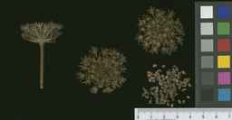PI_661242_10ncao01_SD_SD_XX_2011-01-21_01.jpg
