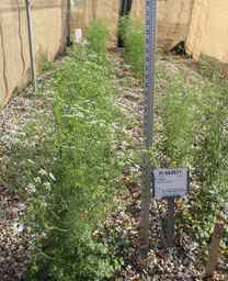 PI_664511_02ncai01_SD.JPG
