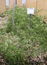 PI_669952_92ncai01_SD.JPG
