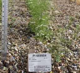 PI_669954_00ncai01_SD.JPG