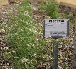 PI_669958_00ncai01_SD.JPG