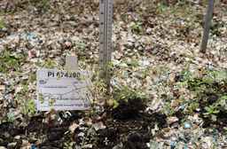 PI_674290_01ncai01_SD.JPG