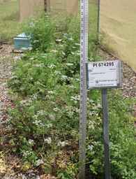 PI_674295_04ncai01_SD_02.JPG