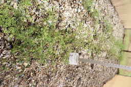 PI_674298_01ncai01_SD.JPG