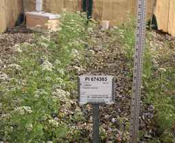 PI_674303_01ncai01_SD.JPG