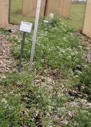 PI_674309_01ncai01_SD.JPG