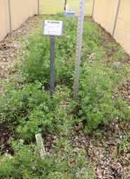 PI_689088_94ncai01_SD.JPG