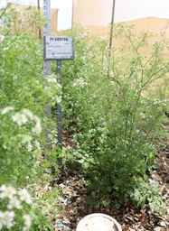 PI_689706_92ncai01_SD.JPG