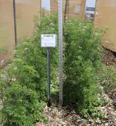 PI_689746_05ncai01_SD.JPG