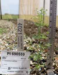 PI_690559_01ncai01_SD.JPG