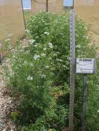 PI_690568_01ncai01_SD.JPG