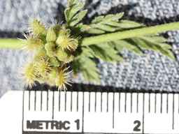PI_691586_12ncao01_SD_Fruit.JPG