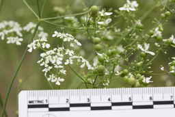PI_694106_06ncai01_SD_Flower.JPG
