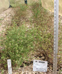 PI_695084_98ncao01_SD.JPG