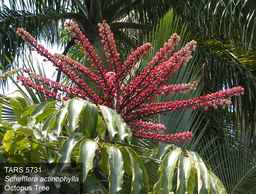 TARS5731-flower.jpg