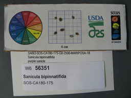 w6_56351_2019o_sd_seeds.jpg