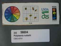 w6_56604_2019o_sd_seeds.JPG