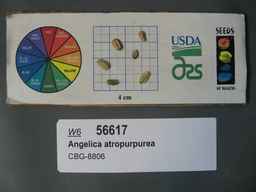 w6_56617_2019o_sd_seeds.JPG