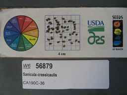 w6_56879_2019o_sd_seeds.JPG