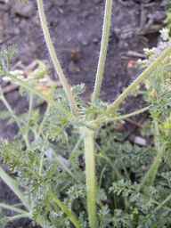 Ames_25419_03ncai01_SD_PL_LV_2013-07-01_02.jpg