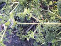 Ames_25419_03ncai01_SD_PL_UM_2013-07-01_04.jpg