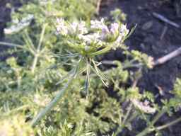 Ames_25419_03ncai01_SD_PL_UM_2013-07-01_06.jpg