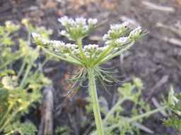 Ames_25419_03ncai01_SD_PL_UM_2013-07-01_08.jpg