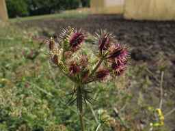 Ames_25419_03ncai01_SD_PL_UM_2013-07-29_03.jpg
