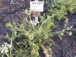 Ames_25419_03ncai01_SD_PL_XX_2013-07-01_01.jpg