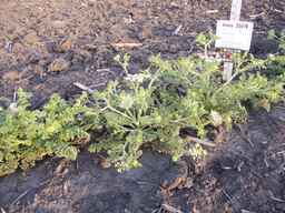 Ames_25419_03ncai01_SD_PL_XX_2013-07-01_02.jpg