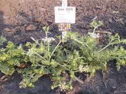 Ames_25419_03ncai01_SD_PL_XX_2013-07-01_03.jpg