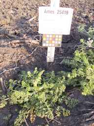 Ames_25419_03ncai01_SD_PL_XX_2013-07-01_04.jpg